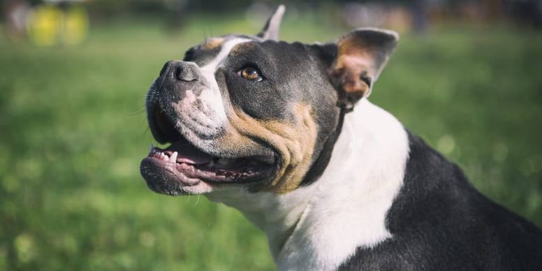 Olde English Bulldogge / Old English Bulldog / OEB Hund